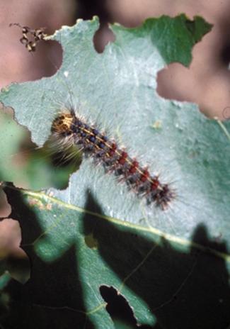 Picture of caterpillar