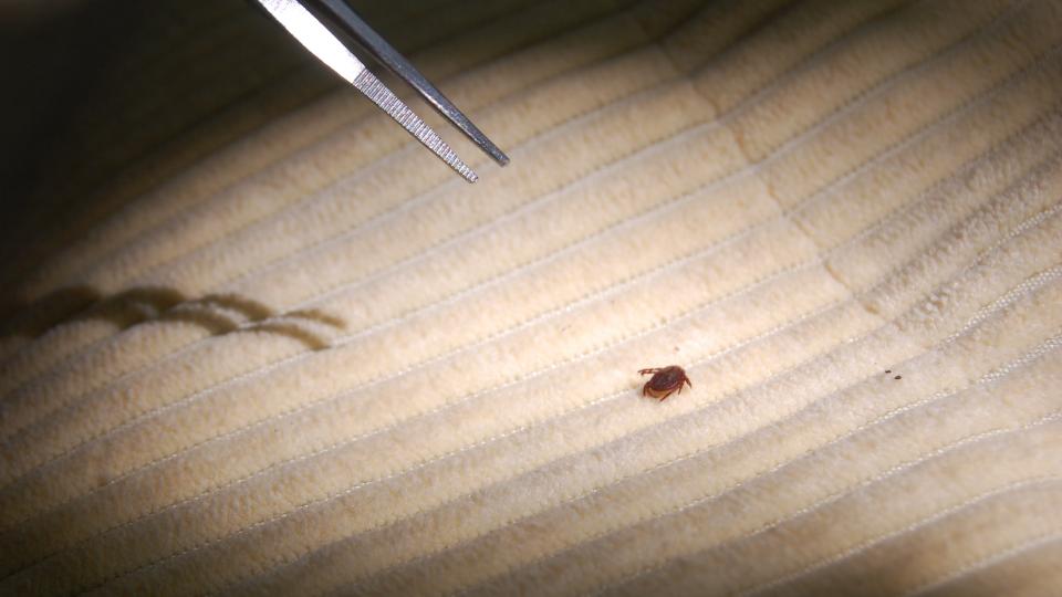 a tick on clothing being removed with tweezers