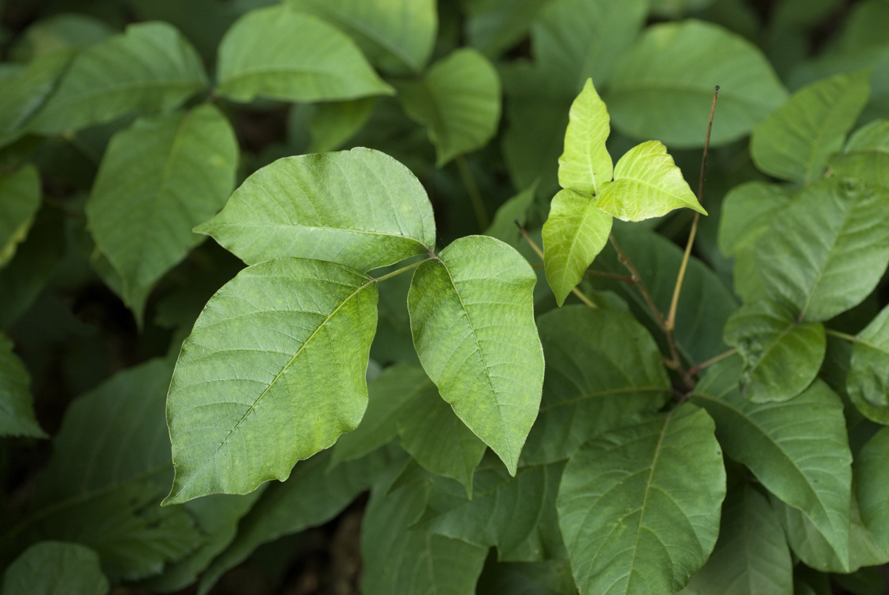 Mother Nature’s wrath: Poison ivy, poison oak and poison sumac | Macomb ...