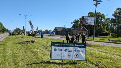 trees being planted along street corridor