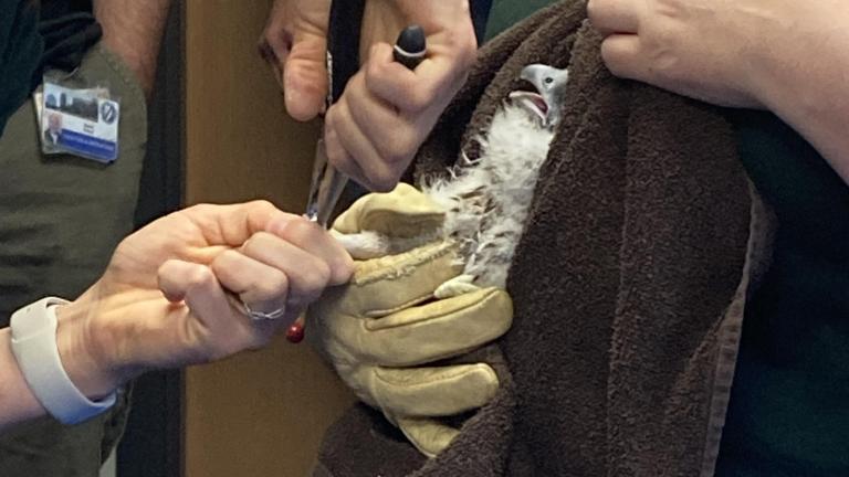 close up of DNR banding leg of baby peregrine falcon