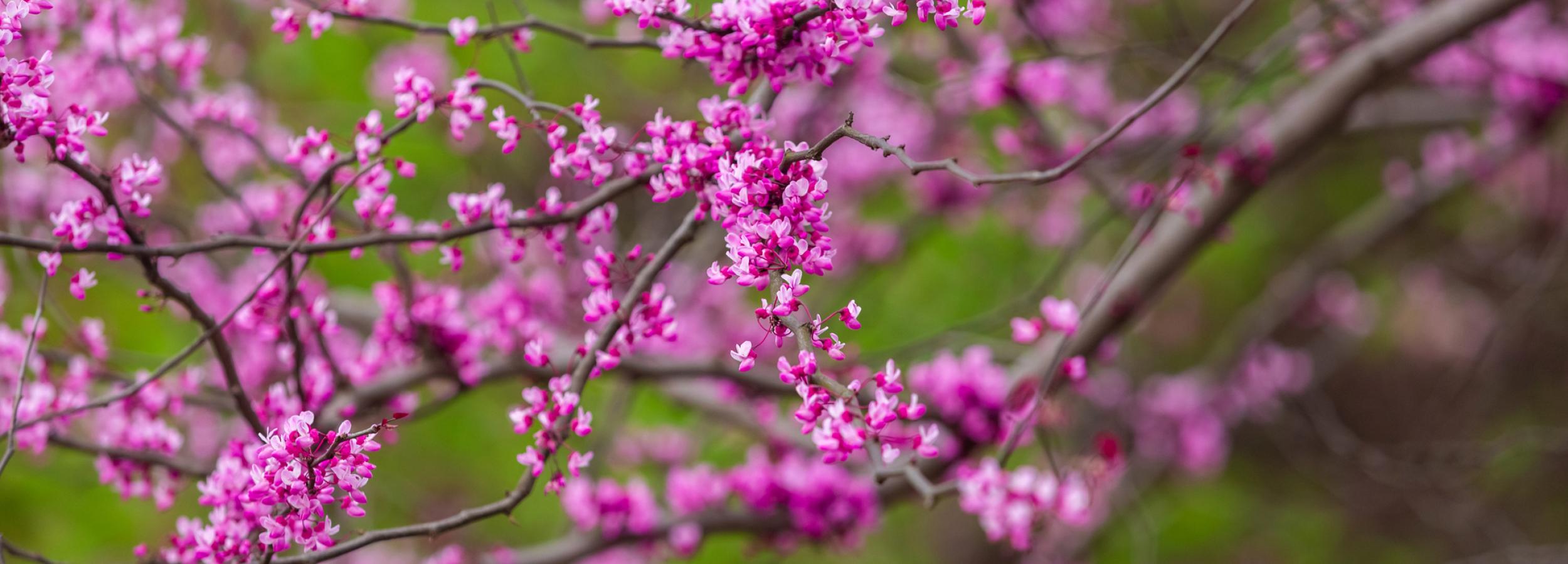 eastern redbud tree in bloom