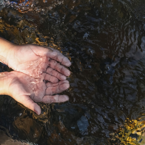 Picture of a child's hands in river water