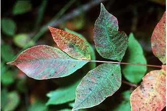 poisonous leaves on a plant shaded red and green