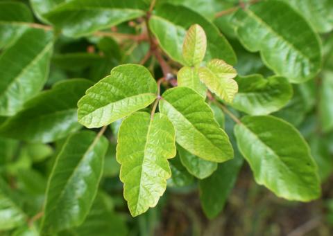 poisonous leaves on a plant, green in color