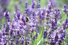 Bumble bee on a lavender plant